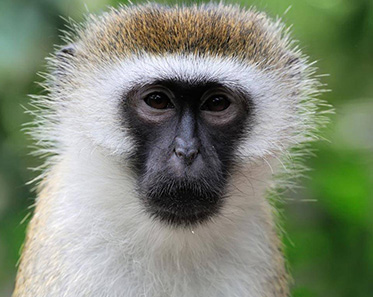 Vervet Maymunu