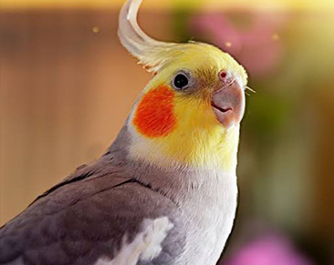 Sultan Papağanı
