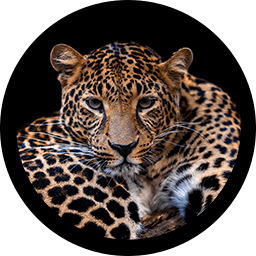 Leopar